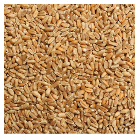 Brooks Raw Grains Wheat (Lifestock and Wild Birds) - D&D Feed & Supply