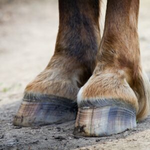 Your Horse: Avoid Being Felled by Fall Founder. Front horse hooves.