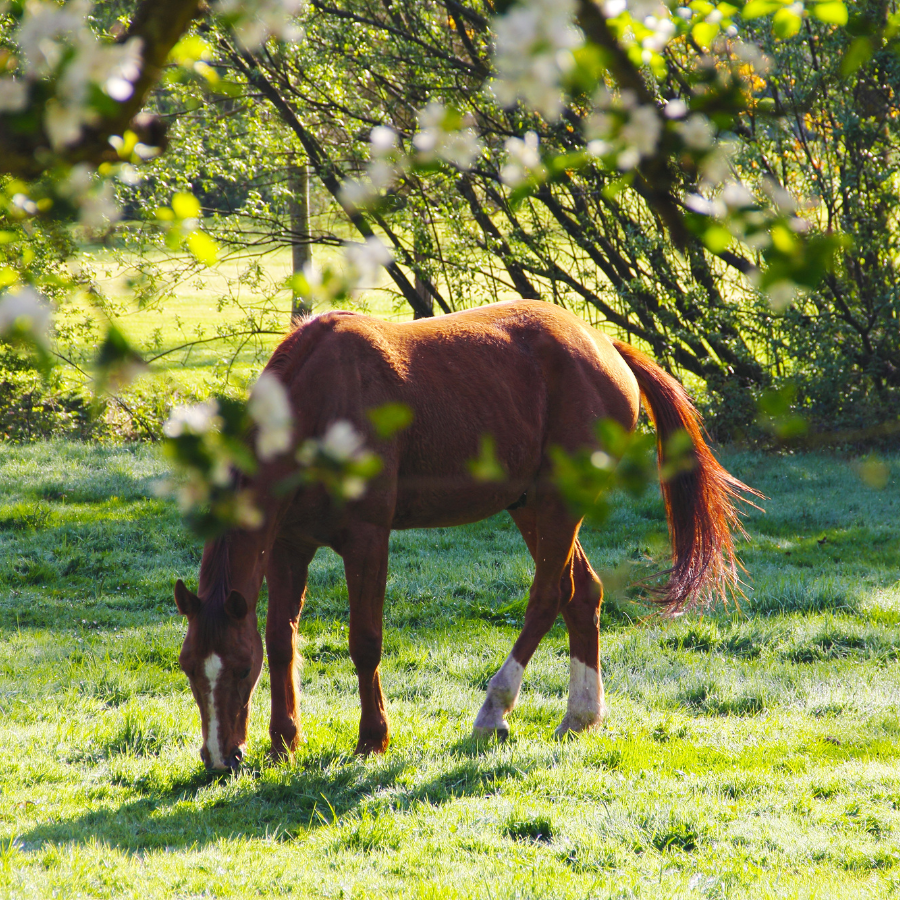 Deworming: Plan, Purge, Protect - D&D Feed & Supply