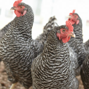 Transition to Layer Feed, Hens