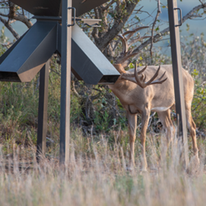 Training Deer to Eat From Feeder